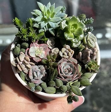 Текстиль: Продаю суккуленты: эхеверии, седумы, крассулы, эониумы алоэ — 7