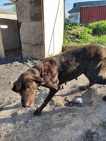 Продажа собак: Курцхаар, 1 год, Самка, С прививкой — 5