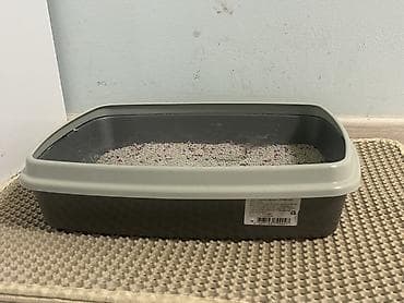 ласки: Скотиш Страйт (Шотландская прямоухая), 7 месяцев, Девочка, Серый, Приучена к лотку — 7