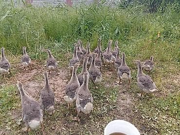 попугай корелла цена бишкек: Продаю Гусят возраст сорок дней цена Окончательная ниже не копейки — 1