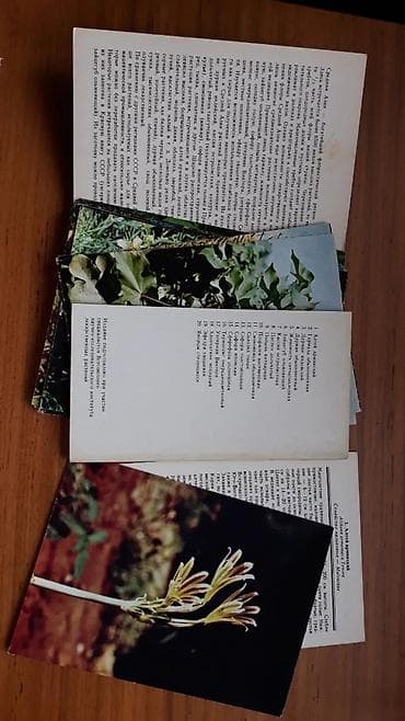 local guide program: ВИНТАЖ; ~Зеленая аптека~ Отличное состояние) Материал: картон — 3