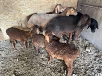 продажа щенков немецкой овчарки с документами в бишкеке: Продаю | Овца (самка) | Арашан, Гиссарская | Для разведения | Ягнившаяся, Матка — 16