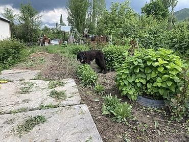 husky dog: Собака даром: 11 месяцев, Самка — 2