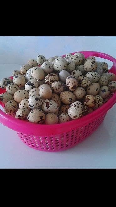 Продаю яйца инкубационные перепелов. Техас преимущественно и at lalafo.kg Продаю яйца инкубационные перепелов. Техас преимущественно и