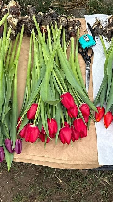 Майрамдык товарлар: Тюльпаны из собственной теплицы - Срезанные тюльпаны на длинном — 3