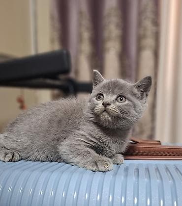 кошко: Скотиш Страйт (Шотландская прямоухая), 2 месяца, Мальчик, Голубой, Приучена к лотку, Проглистована — 7