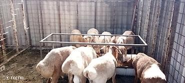 кабель на вязку: Продаю | Ягненок, Баран (самец) | Для шерсти — 3