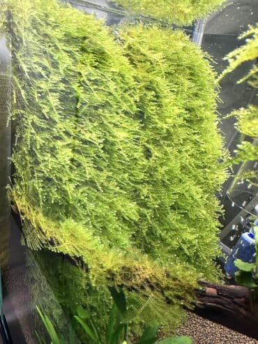 купить аквариумных рыбок в бишкеке: Мох аквариумный Christmas Moss (рождественский) Активный, здоровый мох — 4