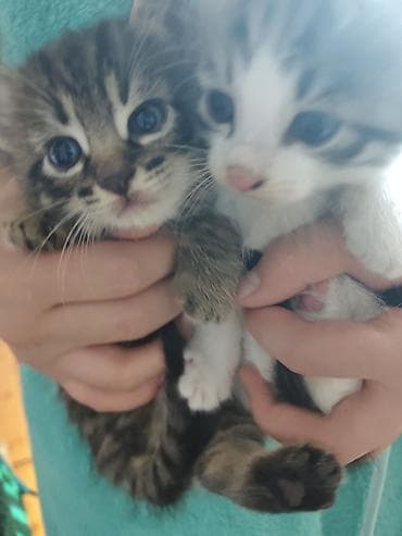 отдам кота даром: Котята, 2 малыша из одного помёта: - Окрас: один тигровый табби с — 3