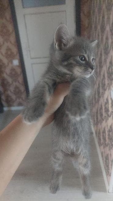 Отдам даром кошку: Котята-домоседы, короткошёрстные, забавного окраса. Описание: - — 3