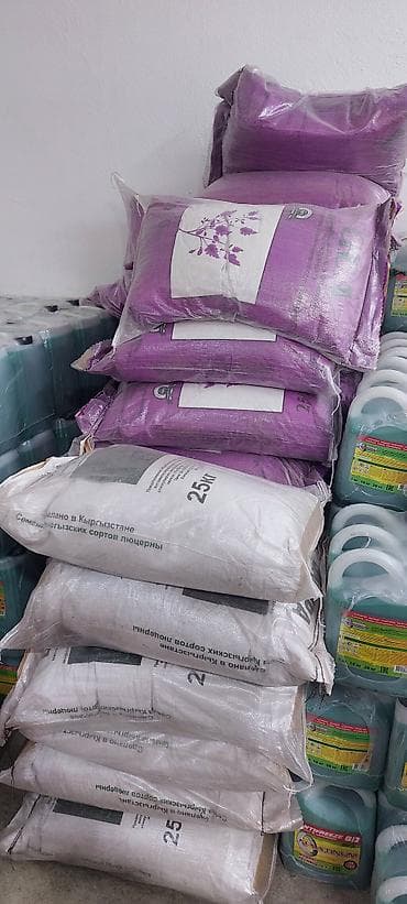 семена капусты в бишкеке: ОПТОМ ОПТОМ Беде уругу Джеа Багира сорттору. 24/7 на связи — 2