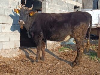 продаю музоо торпок корова самка бык самец айрширская ангус алатауская на забой для разведения на откорм племенные нетель привязанные: Продаю | Корова (самка) | Алатауская | Для разведения, Для молока | Племенные, Стельные — 5