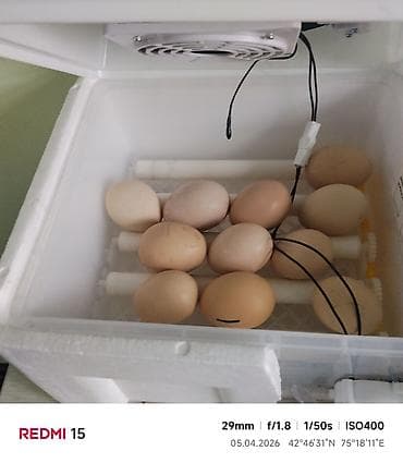 инкуб: Инкубатор для яиц с автоматикой - Модель: Egg Incubator (панель — 4