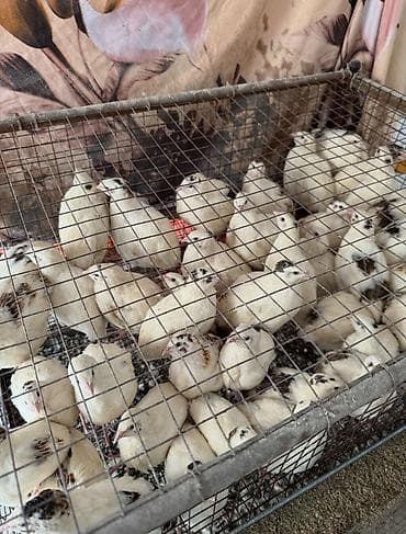 железный ящик: Продам клетку для перепел — 5