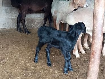 телята музо: Продаю | Овца (самка) | Для разведения | Племенные — 6