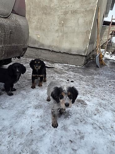 Кошки: Щенки спаниеля - Помет от породистой мамы-спаниеля (на фото рядом с — 10