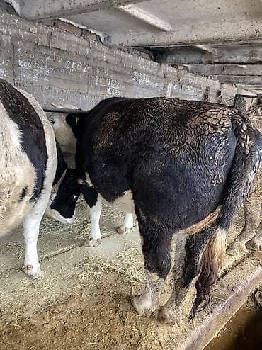 А\ч жаныбралары үчүн товарлар жана шаймандар: Сатам | Кунаажын — 2