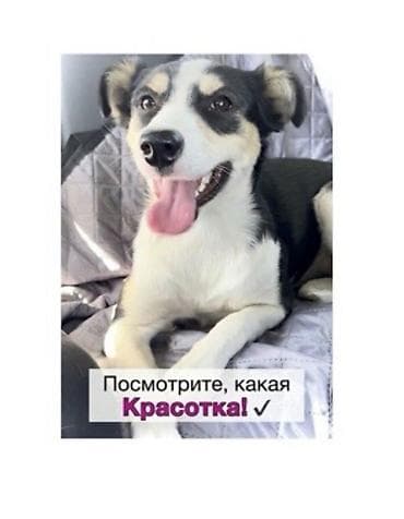 Собака даром: 2 года, Самка, С прививкой at lalafo.kg Собака даром: 2 года, Самка, С прививкой