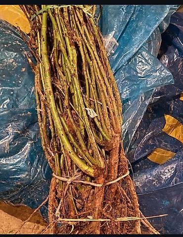 штамбовые: Ту я можжевельники разной формы ( спираль бонсай, пирамида глобус — 5