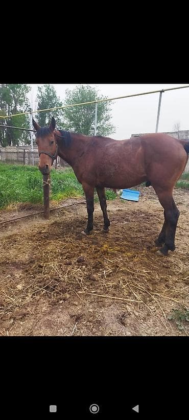 ат тарак: Продаю | Кобыла (самка) | Рабочий — 1