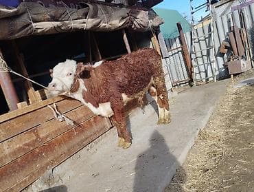 инкубационный яица: Продаю | Бык (самец) | Герефорд | На откорм — 1