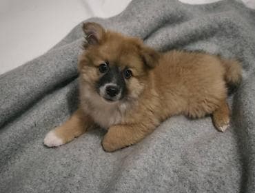 Кошки: Лайка, 3 месяца, Самец, С прививкой — 4