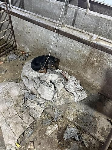 акустические системы panasonic колонка в виде собак: Ягтарьер — 1