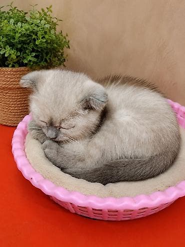 саванна кошка цена: Шатланская кошка.Девочка.15000 — 1