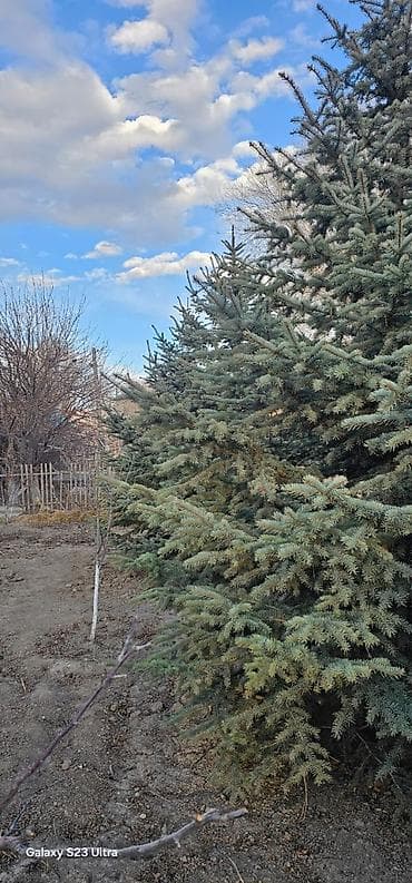 Семена и саженцы: Ели декоративные для озеленения участка Описание: - Породные хвойные — 6