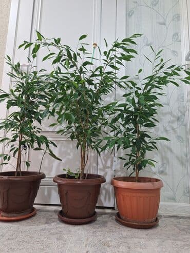 фикус пальма: Срочно срочно не дорого каждая по 1100 сомов. Продаю комнатные — 8