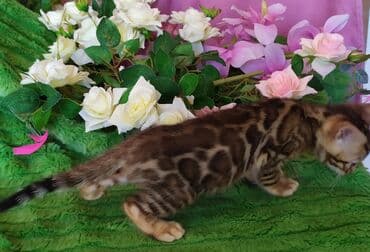 куда можно отдать собаку в бишкеке: Новые Бенгальские детки. Питомник Бен Гла Мур предлагает — 11