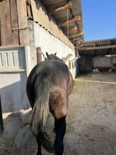 продам бу оборудование для птицефабрики: Продаю | Кобыла (самка) | Полукровка, Английская | Для разведения, Конный спорт | Племенные — 4