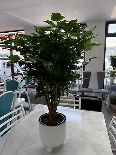 Бөлмө өсүмдүктөрү: Комнатные растения в декоративных горшках - Ассортимент: компактные — 4