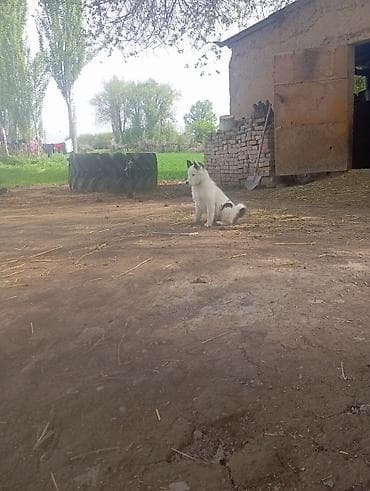 ит питбуль: Щенок сибирско-европейского типа (похож на лайку/северную пастушью — 5