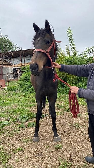 коой: Продаю | Кобыла (самка) | Английская | Рабочий — 1