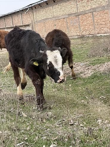 сенбернар бишкек: Сатам | Бука (эркек) | Алатоолук, Голштин, Аргын — 1