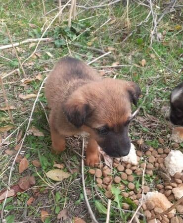 отдам в добрые руки: Собака даром: Дворняжка, 10 месяцев, Самка — 2