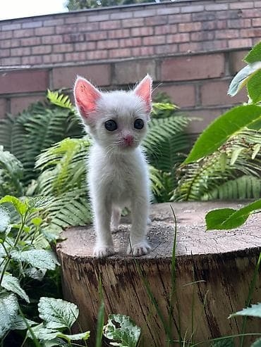 питомец: Кошка даром: Ангорская, 2 месяца, Девочка, Проглистована — 1