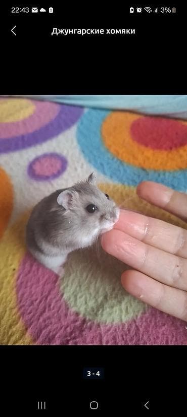 клетки для хомяков большие: Комплект клетка + 2 хомячка, всего за 1500 сом, спешите — 7