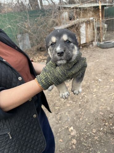 овес купить в бишкеке: Алабай, 2 месяца, Самка, С прививкой, С родословной — 8