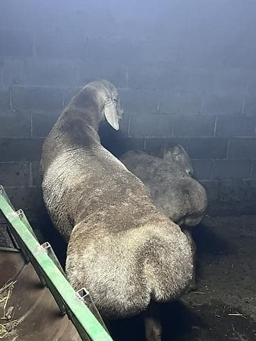 порода комару: Продаю | Баран (самец) | Для разведения | Племенные — 8