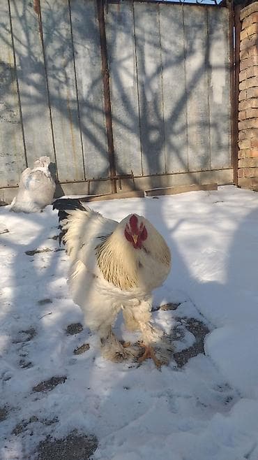 цеплята брама: Продаю | Петух | Брама | Для разведения — 5