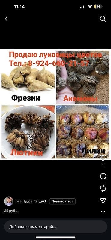 земля для цветов: Куплю луковицы ФРЕЗИИ — 2