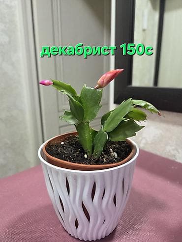 цветущий кактус: Декабрист оранжевый на подвое кактуса + калатея украшенная (два — 1