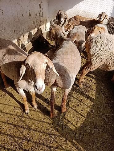 кара джигач: Продаю | Овца (самка) | Арашан | Для разведения | Матка — 1