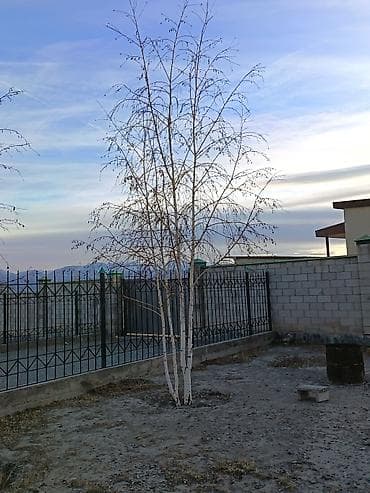 Семена и саженцы: 4 Елка 2 берёза сатылат бары 10миң сом Ель голубая (Picea pungens) — 10