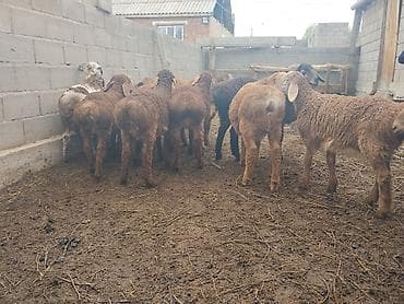 где купить волнистого попугая: Продаю | Ягненок | На забой | Племенные — 4