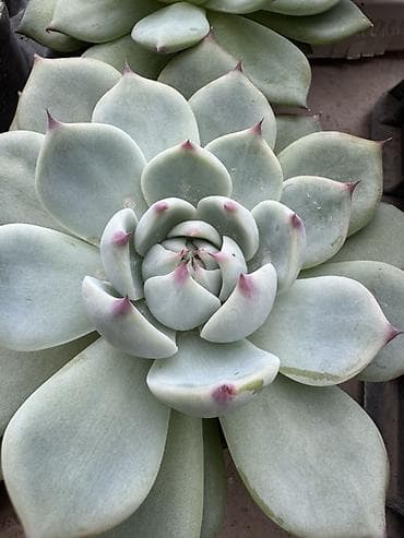 костюм огурца: Суккуленты и кактусы — коллекционные редкости - Гастерия/Хавортия — 2