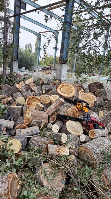 жангак алам: Тал, Бак, Жаңгак акацса Дуб Орехи терек карагач Отун кылып даярдап — 3