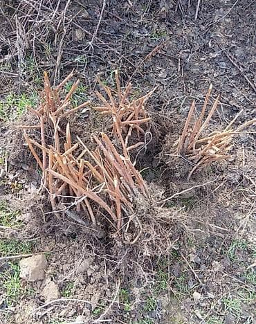 🍓 Малина сорт «Полька» — ремонтантная, крупная, сладкая! Сорт: Полька at lalafo.kg 🍓 Малина сорт «Полька» — ремонтантная, крупная, сладкая! Сорт: Полька